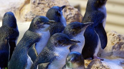 All About Penguins for Kids - Penguins of the World for Children - FreeSchool-O8qilxaBR20