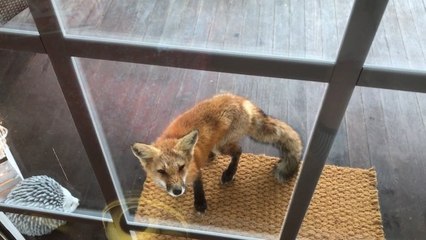 Real 'Fox News': Journalist Gets Repeat Visits From Friendly Vulpine