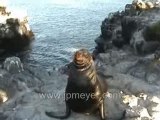 Galapagos Islands travel: Bull Sea Lion