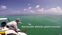 悲しい釣り人動画。アジ類の最大種GTがキタ――(ﾟ∀ﾟ)――!!と思ったら