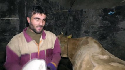 Yeni doğan buzağılar için ahıra soba kurdular