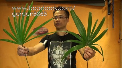 How to use Rhapis in flower arrangement 棕竹怎麼用？ FT-06-c30LM8rnqeE