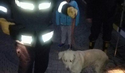 İstinat duvarı boşluğunda mahsur kalan köpeği itfaiye kurtardı