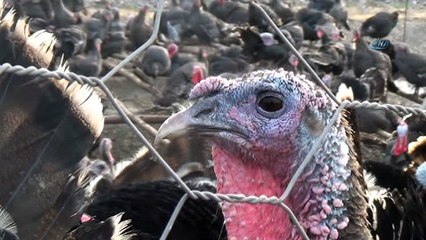 Kahramanmaraş'ta yılbaşı hindileri hazır