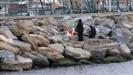 Bostancı Sahili'nde vatozlar karaya vurdu