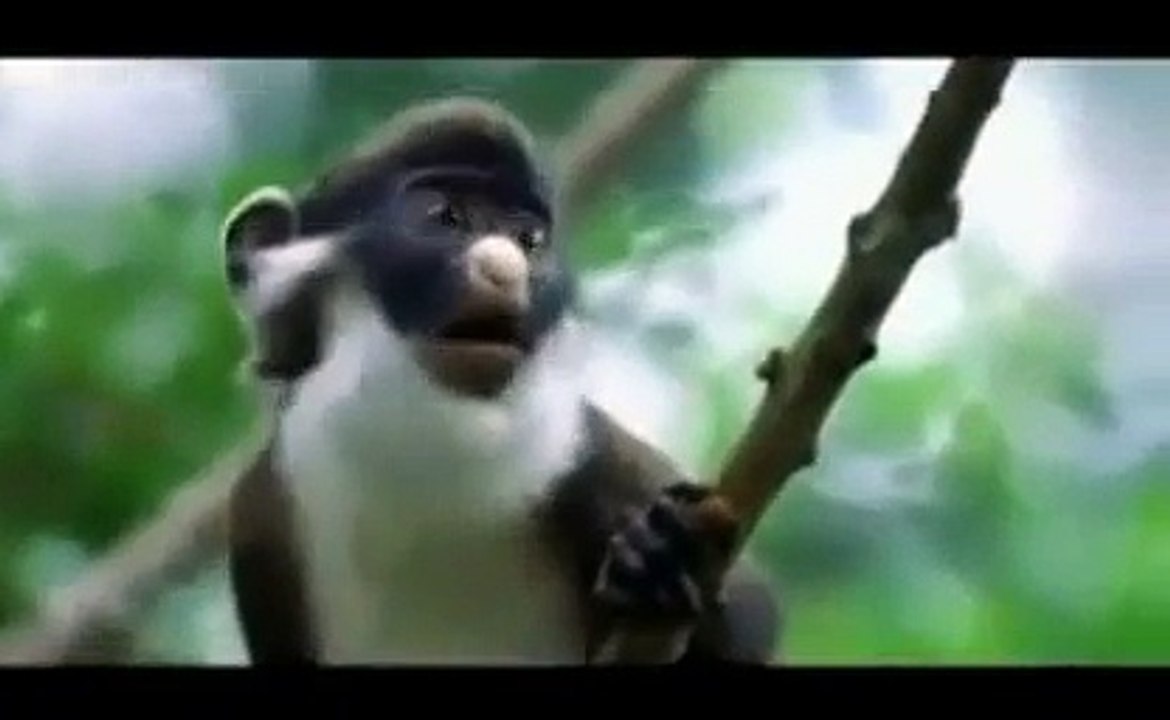 Animal funny video