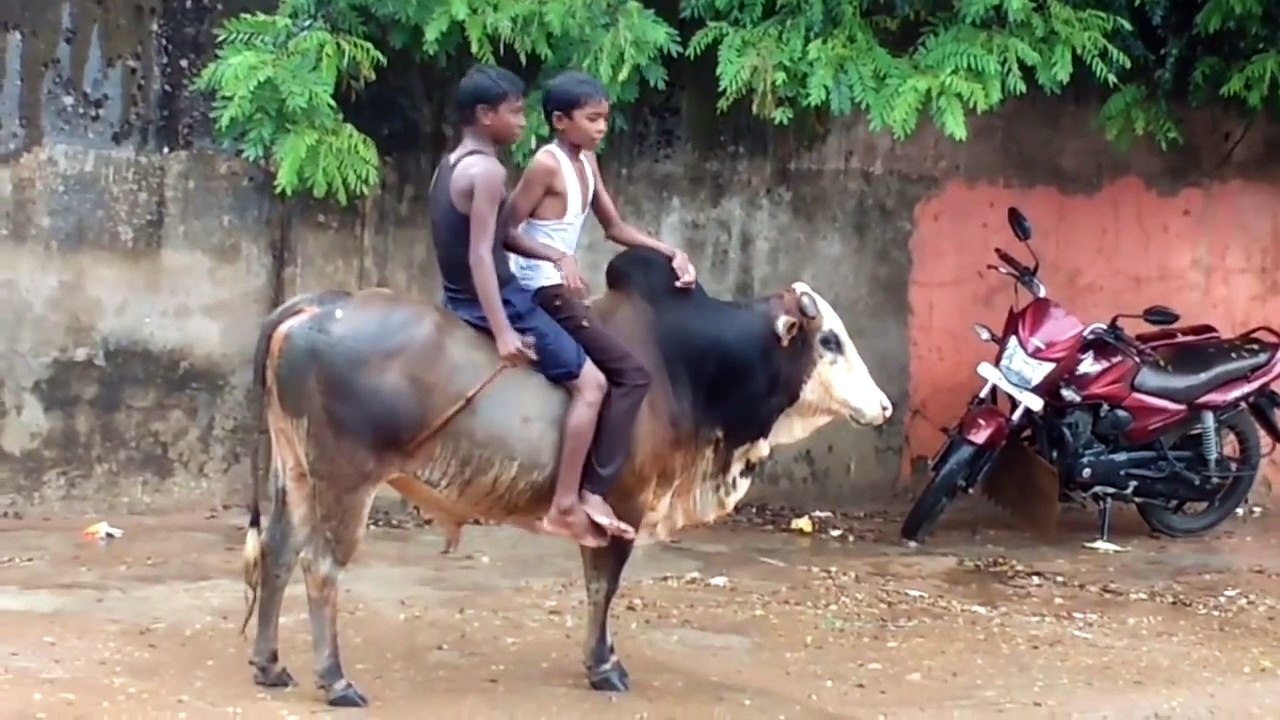 Intelligent Technology Smart Modern Farming Cow Milking, Transportation, Huge Bull Buffalo Breeding