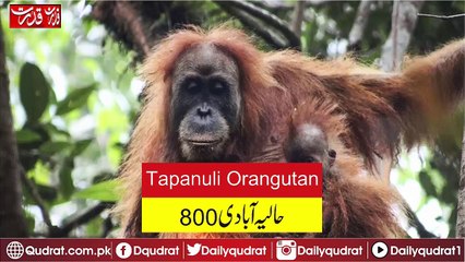 These 10 Beautiful Animals Are in Serious Danger of Being Lost Forever in 2018