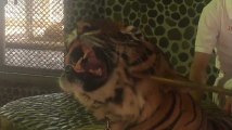 Cette vidéo d'un tigre, frappé pour rugir sur les photos des touristes, devient virale et provoque un scandale