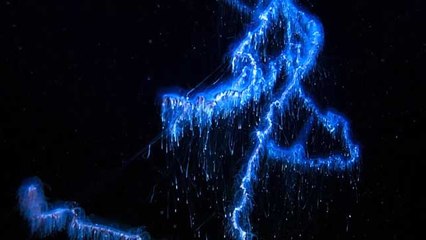 Kendi Işıklarını Üreten Garip Canlılar