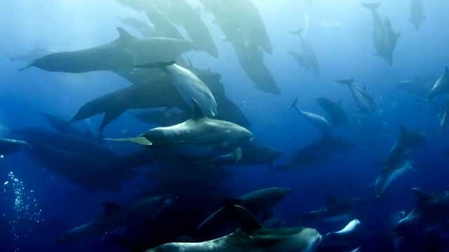 Yalancı Katil Balinalar ve Yunuslar