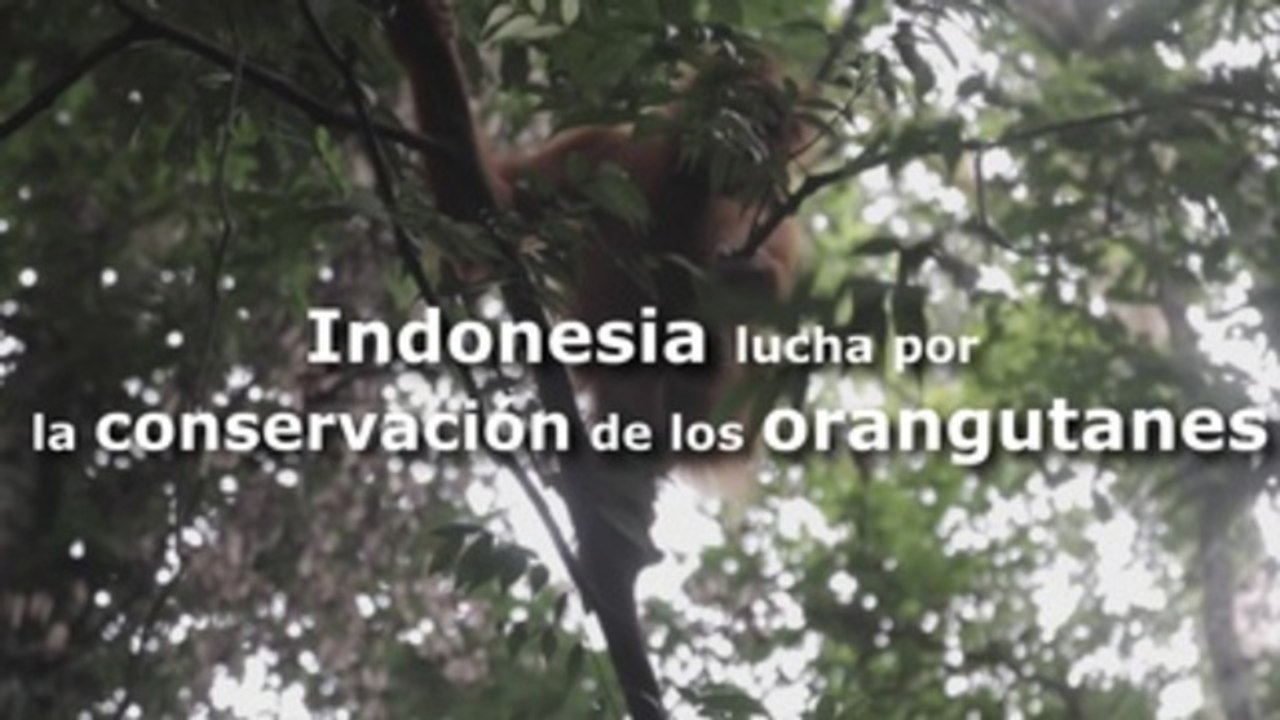 Indonesia lucha por frenar la amenaza de extinción de los orangutanes