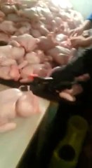 ನೀವೇನಾದರೂ ಚಿಕನ್ ಪ್ರಿಯರಾಗಿದ್ದರೆ ಈ ವಿಡಿಯೋ ವನ್ನು ನೀವು ನೋಡಲೇ ಬೇಕು  | Oneindia Kannada