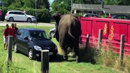 Top Angry Elephant Attack Car On The Road.