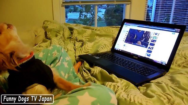 Funny Dogs Video Compilation 2017 - Bottle Feeding Chihuahua Puppies