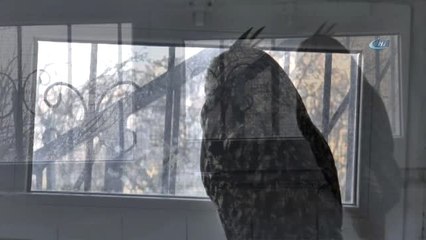 Nadir Görülen Yaralı "Puhu" Kuşu Tedavi Altına Alındı