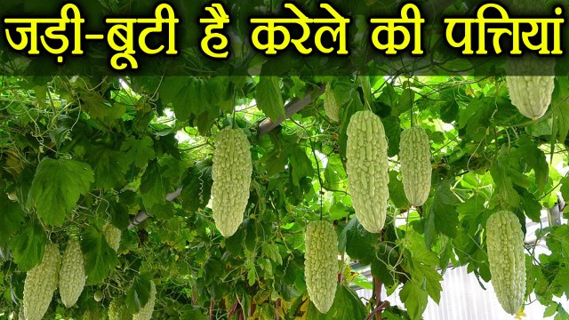 Bitter Gourd Leaves Benefit | करेले की पत्तियों के फायदे | Boldsky