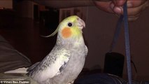 Pet cockatiel sings the Apple ringtone when upset