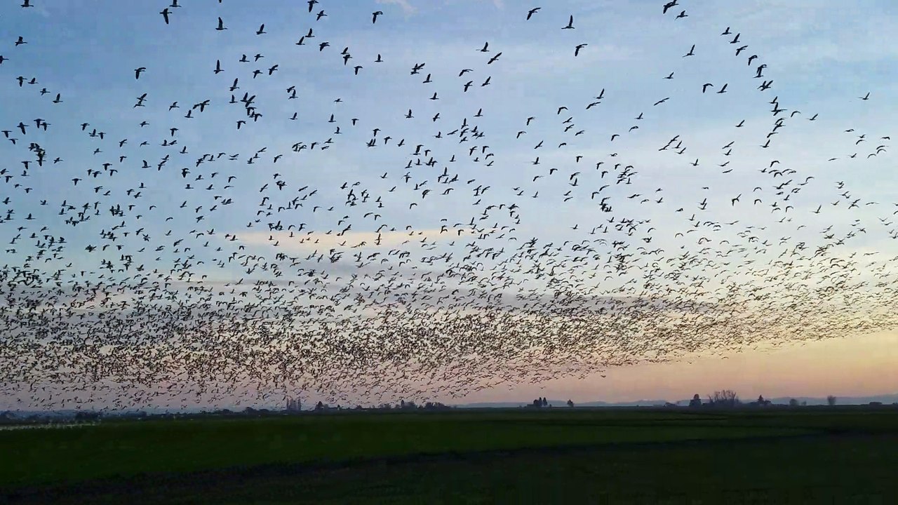 Snow Geese Take Flight