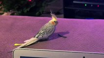 La perruche qui imite la sonnerie iPhone réagit à sa vidéo