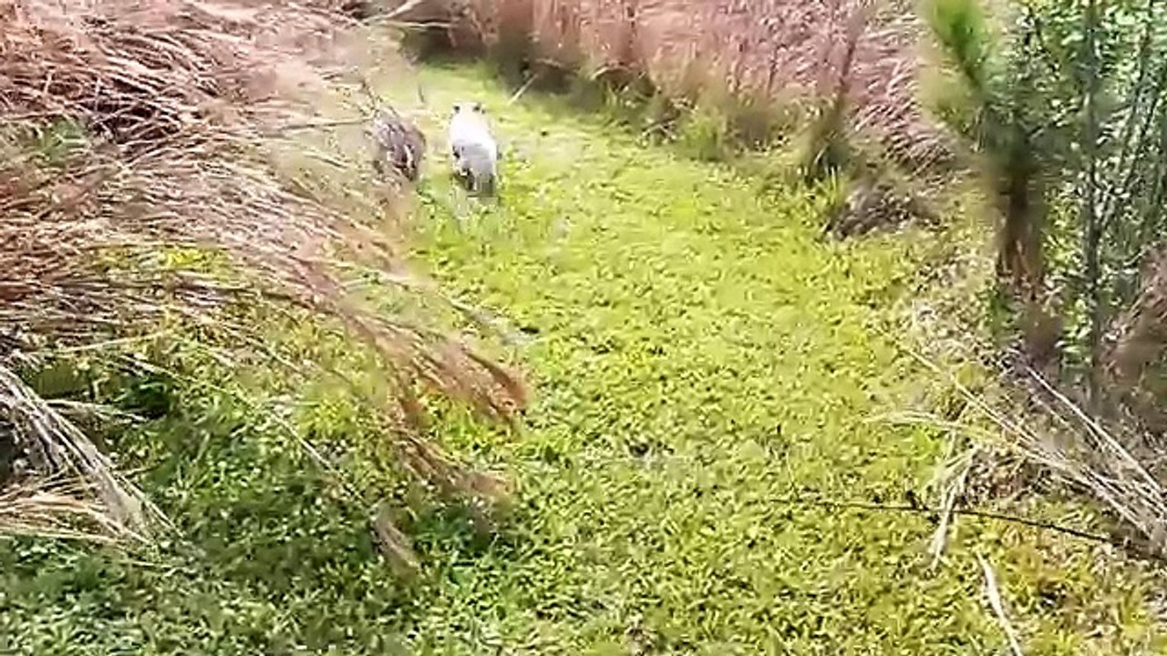 Un papa labrador apprend à nager à ses chiots