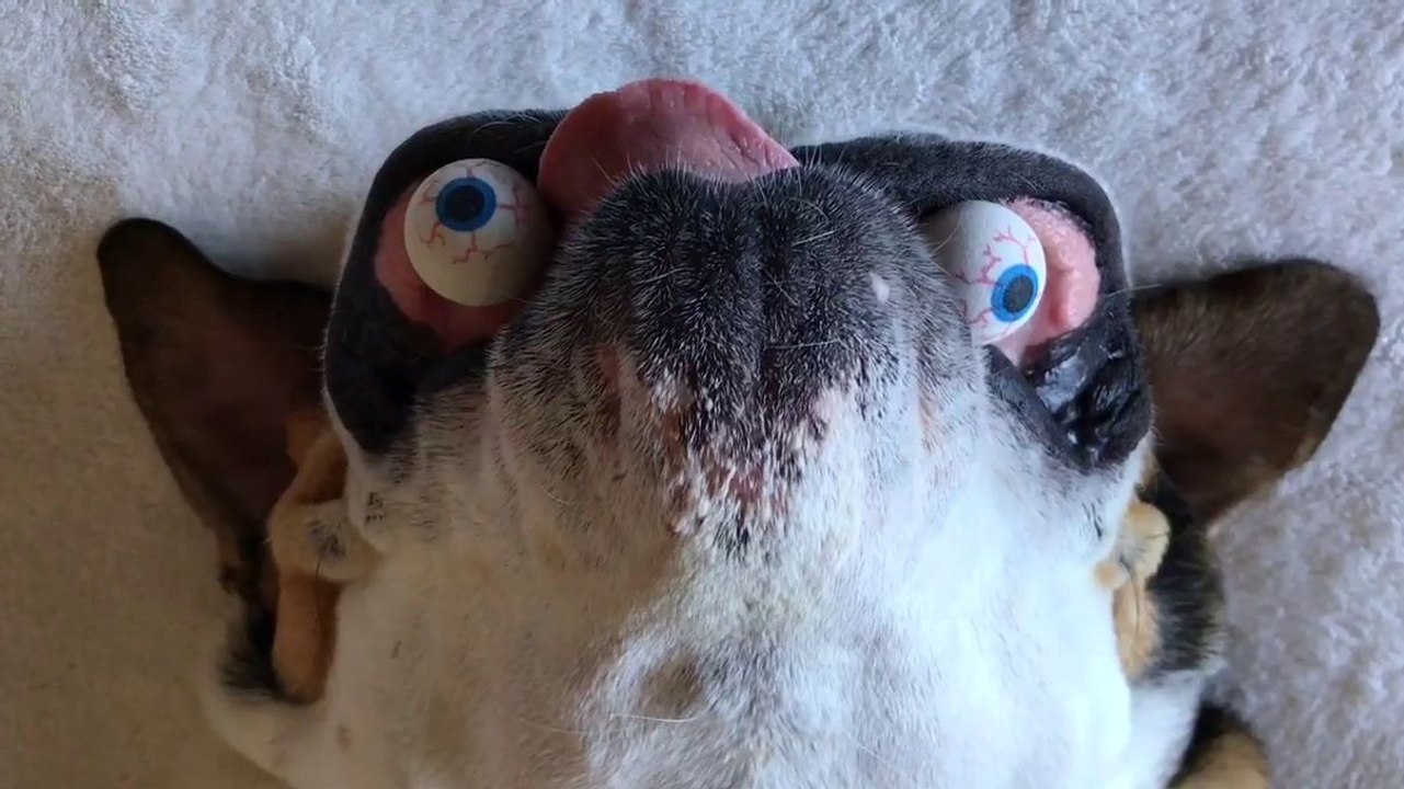 Un chien avec une tête très étrange