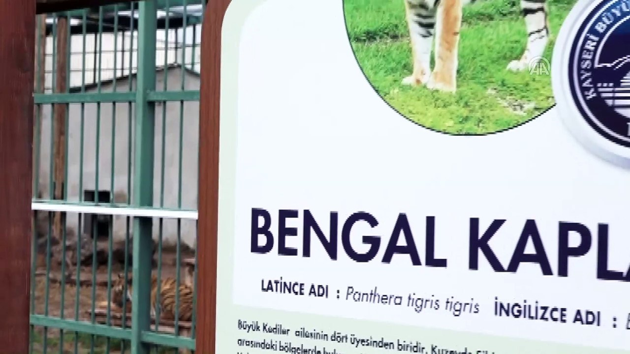 Yavru aslan ve kaplanlar hayvanat bahçesinin maskotu oldu - KAYSERİ