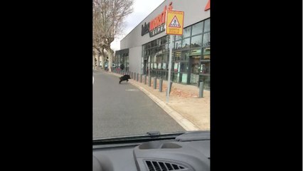 Un sanglier défonce la vitrine d’un Intermarché à Pont-Saint-Esprit