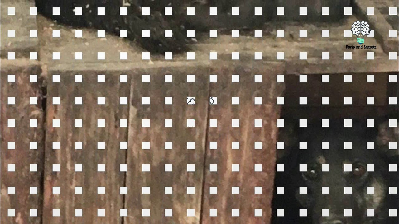 Real-Life ” Bear Dog” Found by Siberian Animal Shelter Has a Really Sad Story