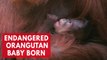 Critically endangered Sumatran orangutan baby born at Chester Zoo