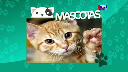 Datos curiosos sobre los gatos