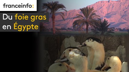 Du foie gras en Egypte