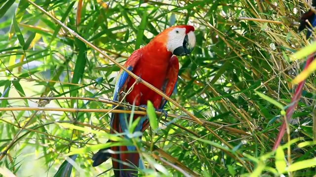 Panama Canal Cruises Ship Reviews (HD)_