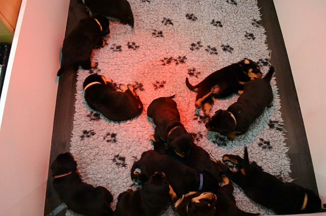 Bonne nuit les petits!