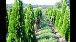 About Emerald Green Arborvitae     By Jamie Hirst