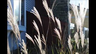About Your Ornamental Grasses
