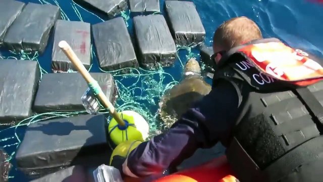 Sauvetage d'une tortue au milieu de 7 tonnes de cocaïne par les gardes côtes !