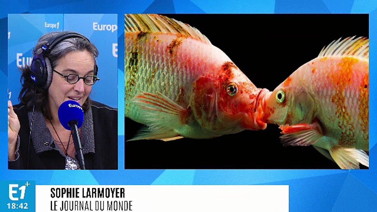 Mexique : l'Acoupa, le poisson le plus bruyant du monde