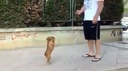 inteligance-20130709-WA0014