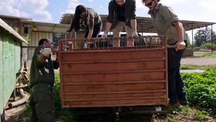 This Wolf Was Hit By A Car. What Happened Next Is So Touching