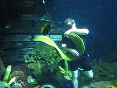 Ce plongeur a pour animal de compagnie une énorme murène...