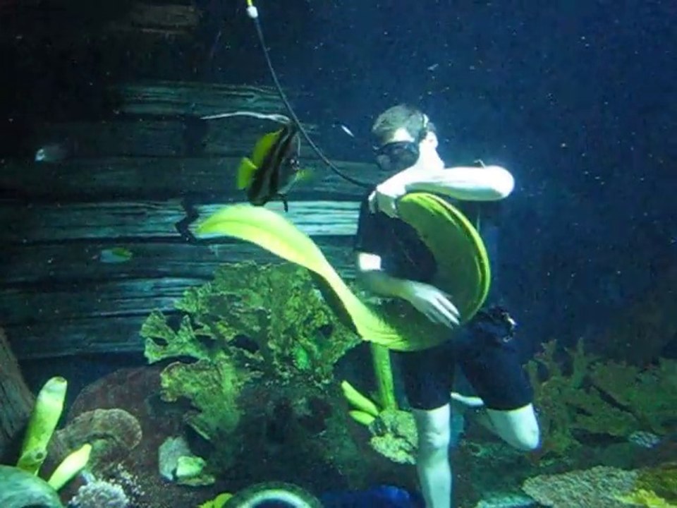 Ce plongeur a pour animal de compagnie une énorme murène...