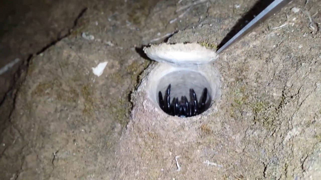 Cette araignée terrifiante a pour habitude de creuser et camoufler son trou avec une trappe : Trapdoor Spider