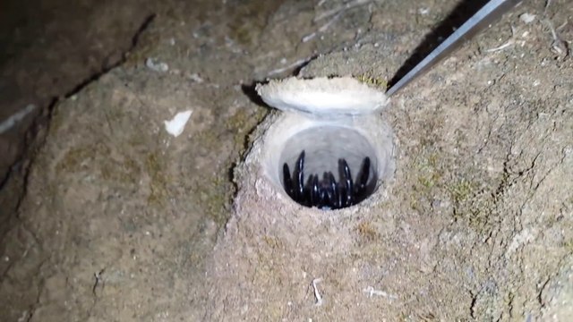 Cette araignée terrifiante a pour habitude de creuser et camoufler son trou avec une trappe : Trapdoor Spider