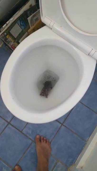 Il tire la chasse et SURPRISE!!! Regardez ce qui sort des toilettes... Dingue