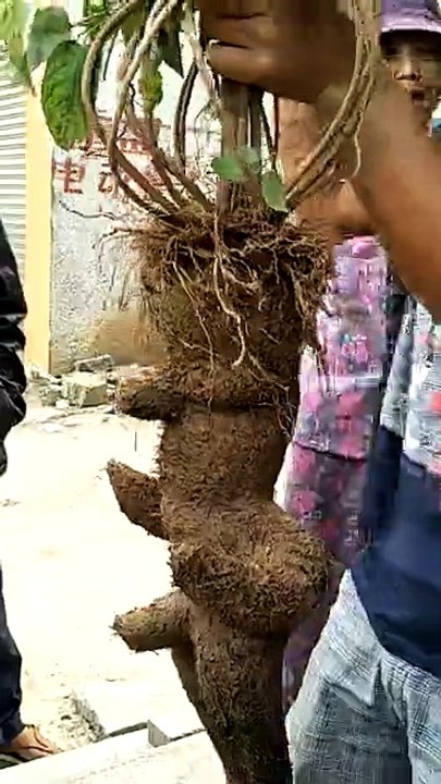 La nature nous parle depuis les entrailles de la TERRE qui nous nourris tous