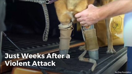 After a Violent Attack; Prosthetics Give Cola the Dog a New Lease on Life