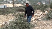 Yahudi yerleşimciler Filistinlilerin zeytin ağaçlarını kesti - NABLUS