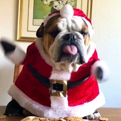 Happy Holidays from ViralHog 2017