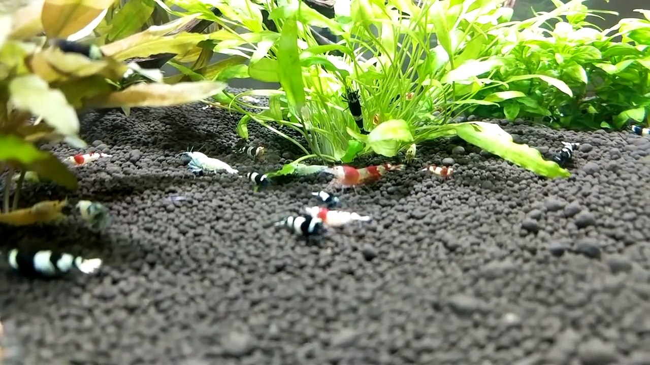 Shrimp Keeping Myths - Do Bright Lights Kill Shrimp?